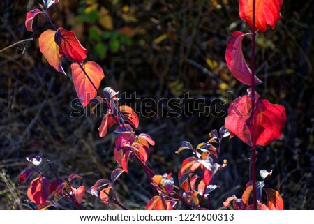 beautiful colors of autumn