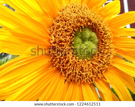 Sun flower, Bright flower, Yellow flower