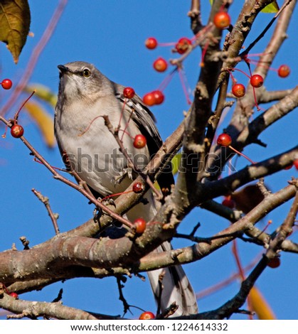 Mockingbird in tree with red berries