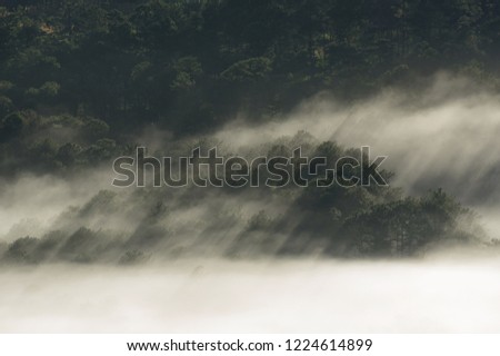 Background with dense fog, mist and sun rays in the rainforest at sunrise