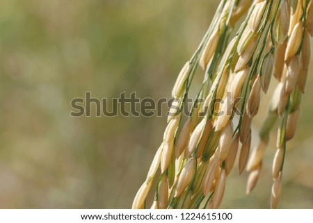 rice cereal in paddy (close up), rice grain yellow gold color field, paddy rice, thai jasmine rice plantation agriculture