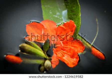 The flower is called  Cordia sebestena orange. Bring it as a background image. 