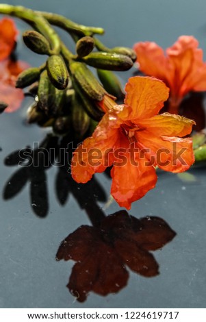 The flower is called  Cordia sebestena orange. Bring it as a background image. 