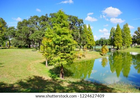 tree and small lake in Florida