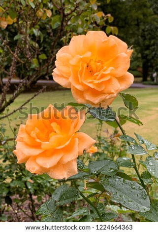 Apricot colored roses in a rose garden on a wet day