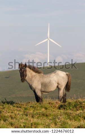 Young grey with black head horse looking at camera with wind mill in the background.