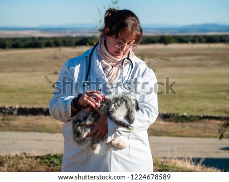 A rural veterinarian woman performing a medical check on a rabbit on countryside