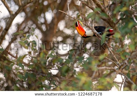 toucan toco perched on a branch