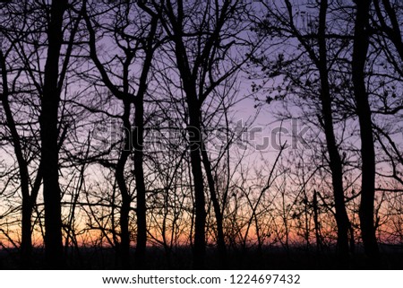 Frosty twilight in the wood, trees silhouette