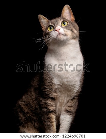 Beautiful tabby cat looking up, studio shot, black background, portrait isolated