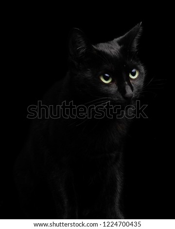Beautiful and cute black cat isolated on black background, closeup portrait, studio shot