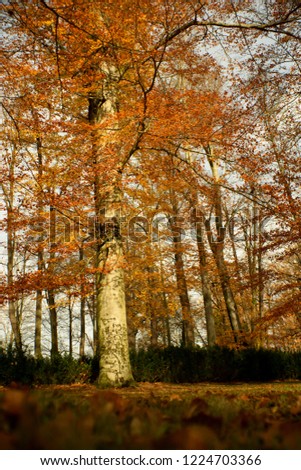 Autumn colored background of leaves and trees.