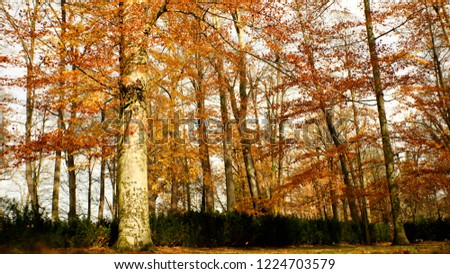 Autumn colored background of leaves and trees.