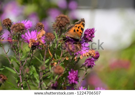 Colorful butterfly on violet chrysanthemum flower with blurred autumn flowers on background