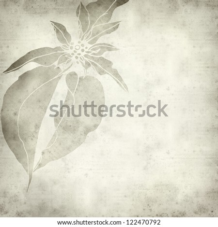 textured old paper background with hand-drawn picture of poinsettia, Christmas star