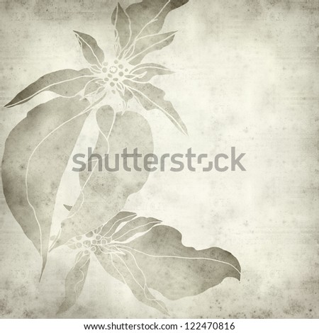 textured old paper background with hand-drawn picture of poinsettia, Christmas star