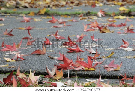 Tuscany, Italy, maple leaves in autumn colors fallen on a street of a city park