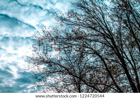 The branches of a dry tree silhouette against the backdrop of a stormy sky