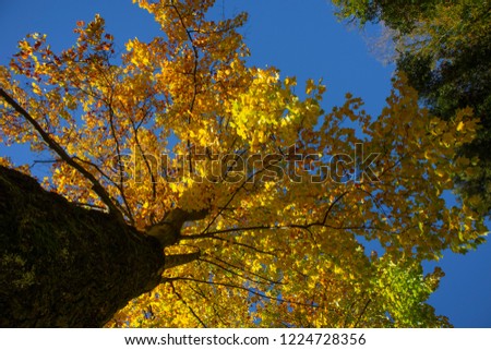 Yellow leaves in a sunny autumn day, italy