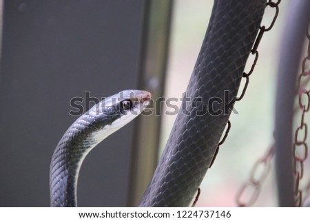 Black racer snake.
