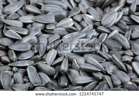 many of sunflower seeds background 