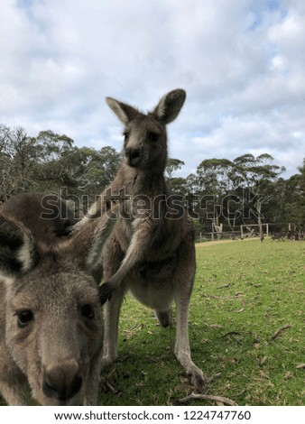 Kangaroo pushing another kangaroo
