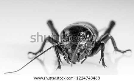Cricket insect or Gryllidae isolated on a white background