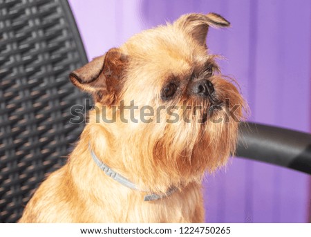 Brussels Griffon poses in front of the camera sitting in a chair