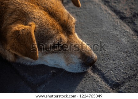 Sad dog lying on the street