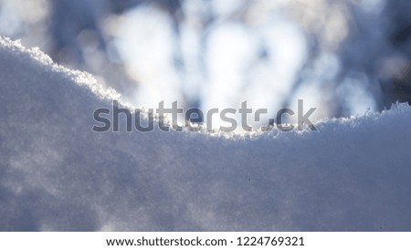 Tree branches in snow with backlight close-up, selective focus, shallow DOF
