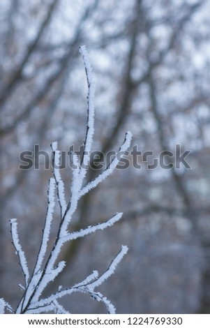 Tree branches in hoarfrost against bokeh background close-up, selective focus, shallow DOF