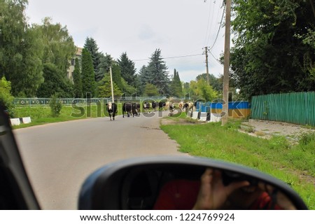 Pochaiv, Ukraine, 2018: Herd of cows walking down the road, village in western Ukraine, photo taken from car