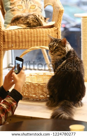 maine coon cat close up photo sit on windowsill with human hand with mobile make photo