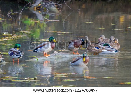 A duck caravan against a variety of fall colours and reflections.