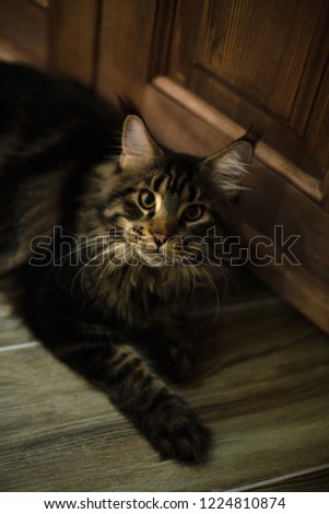 
Cat Maine Coon  i in a cozy house on a background of wood