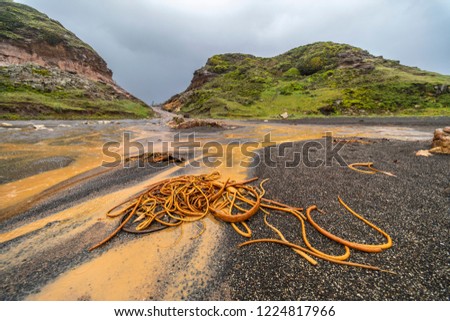 Cochayuyo algae with thousands of water drops fall from the sky onto the flooded land turning into brown the ground on an idyllic landscape at the Chilean coastline in Arcos de Calan (Calan Arches)