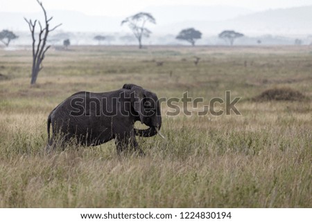 An elephant grazing in the Serengeti with trees on the horizon. 