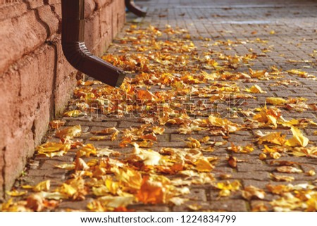 Autumn background. Bright yellow leaves fell on the cobbled sidewalk. Red brick wall and rain pipe close-up