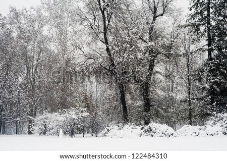 winter snowy landscape with trees