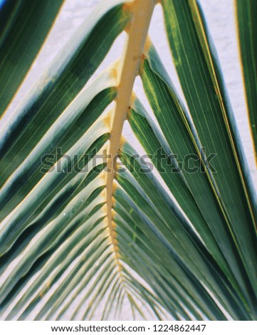 Palm tree in detail