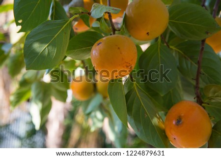 Ripe Japanese persimmon kaki fruits on a tree. Autumn seasonal organic fruit