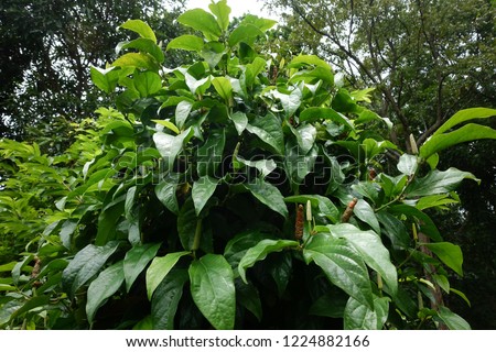 Piper retrofractum Vahl Long Pepper Is a medicinal herb It looks like a vine like a chili pepper.