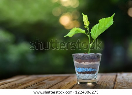 plant growing on glass of soil and fertilizer layers  on green background