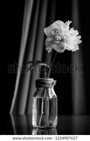 White Peony in Vase on Table with Velvet Curtain Background in H