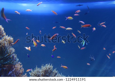 coral reef and tropical fish