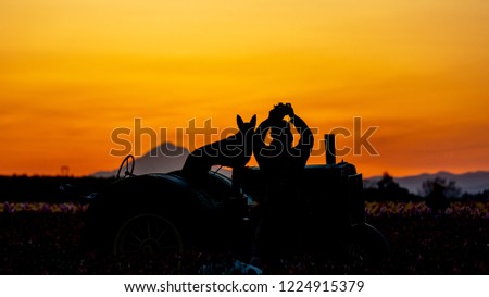 Silhouettes of a man taking a photo of a sunrise and his dog on a farm tractor on a tulip field. Sun rising in a background from behind  Mt Hood