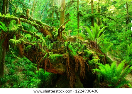 a picture of an exterior Pacific Northwest forest with Sword ferns