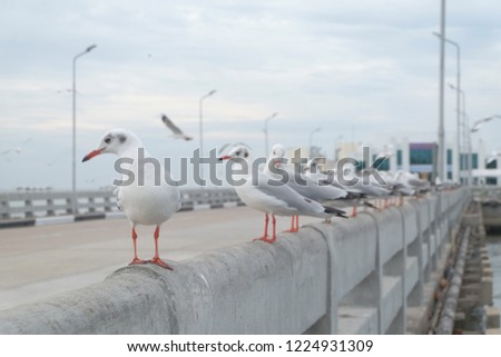 Seagulls. stand together outdoors in the winter of Thailand 