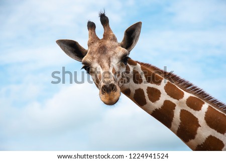Closeup giraffe on blue sky background