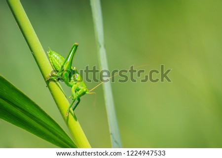 Macro close-up of a Great Green Bush-cricket, Tettigonia viridissima.